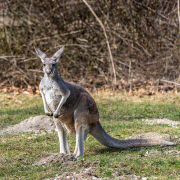 The red kangaroo, Macropus rufus is the largest of all kangaroos and the largest extant marsupial.