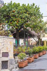 Obraz premium A row of potted tangerine trees with ripe orange fruits stands along a quiet residential street. The image shows Mediterranean lifestyle, home gardening and citrus plants in Palermo, Sicily.