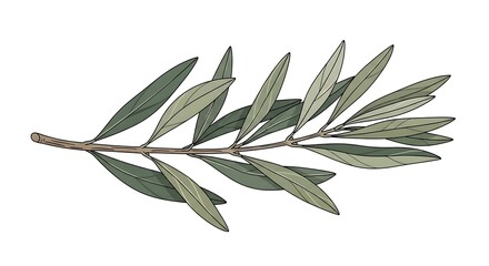 Obraz premium Olive branch illustration