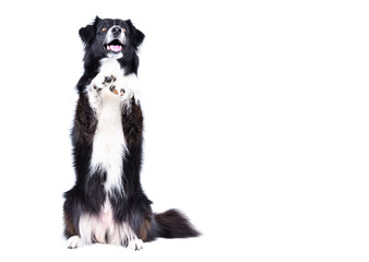 Funny Border Collie dog sitting on his hind legs isolated on white background