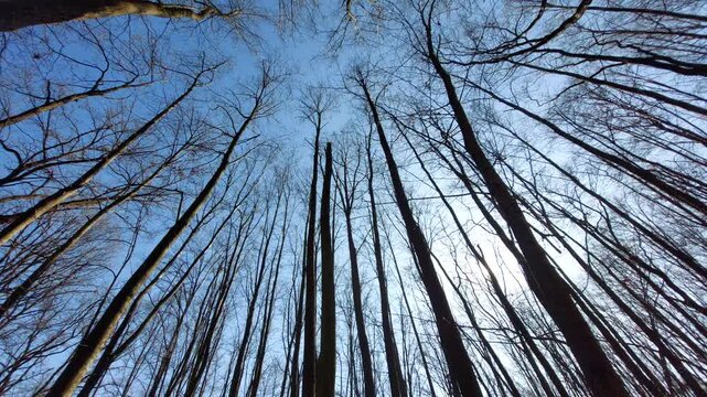 Looking up at tall leafless trees against a clear blue sky in early spring forest