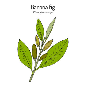 Banana or karpe fig (Ficus pleurocarpa), ornamental and edible plant. Hand drawn botanical vector illustration