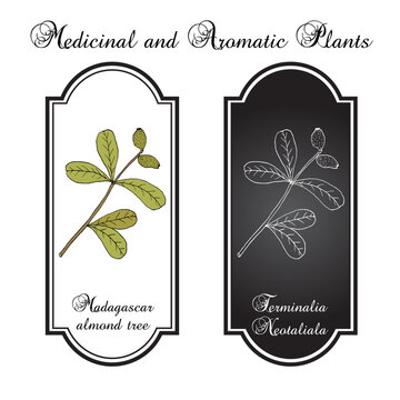 Madagascar almond tree (Terminalia neotaliala), medicinal plant. Hand drawn botanical vector illustration