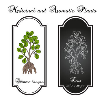 Chinese banyan, or Indian laurel (Ficus microcarpa), medicinal and ornamental plant. Hand drawn botanical vector illustration