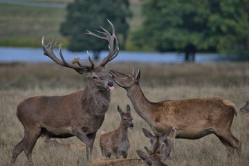 Obraz premium Red deer stag with hind and calve