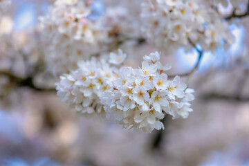 Naklejka premium Selective focus of beautiful white-pink cherry blossoms in full bloom on tree with warm sunlight in morning, Branches of Sakura flower during spring season, Natural background, Abstract floral pattern