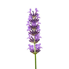 Obraz premium A single lavender flower on transparent background
