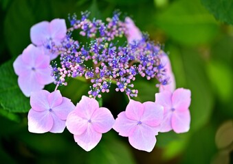 ティアラのようなピンクのガクアジサイ © 晋一 西村