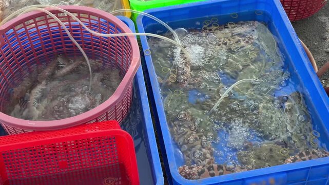 Several water filled tubs with aeration display mantis shrimps and crabs separated by type, presenting an organized seafood market scene focused on live marine trade. Coastal trade.