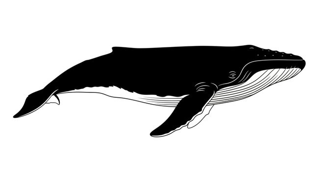 Black whale swimming illustration