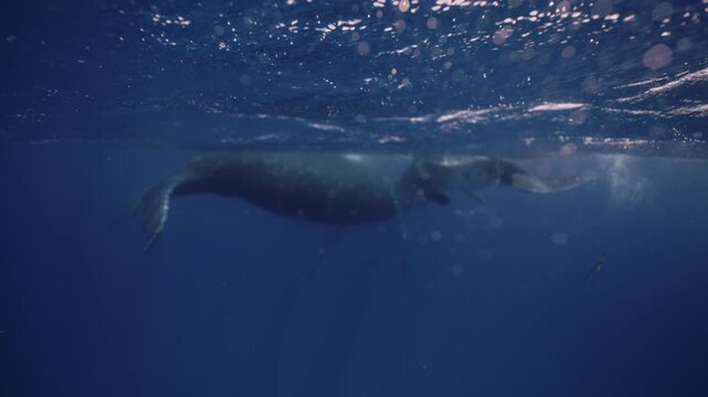 Newborn humpback whale cub swims next to mom underwater in Pacific Ocean comes out of deep water to take breath. Bubbles at foreground. Free whale family in blue water in Polynesia. Mammal Marine life
