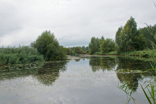  old river Lys arm with lush green shrubs and trees on the shore on a cloudy summer day in Deinze, Flanders, Ghent 