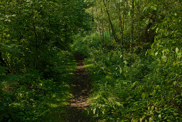 Obraz premium hiking trail in a summer forest in bourgoyen nature reserve, Ghent, Flanders, Belgium 