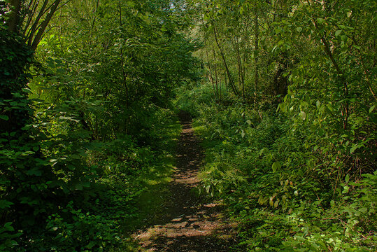 . hiking trail in a  summer forest in bourgoyen nature reserve, Ghent, Flanders, Belgium 