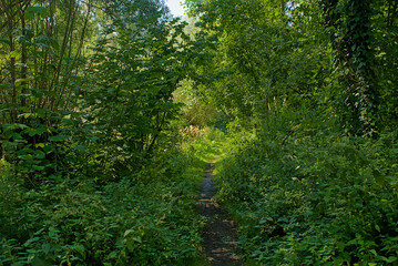 Fototapeta premium hiking trail in a summer forest in bourgoyen nature reserve, Ghent, Flanders, Belgium 