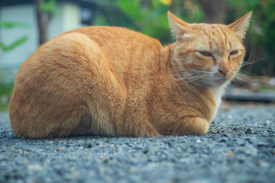 Cute ginger cat sitting on the ground and looking at something.