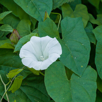 white flower and green leaves of field bindweed - Convolvulus arvensis 