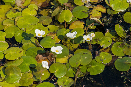 European frogbit with green leaves and white flowers in the water of a pool - Hydrocharis morsus-ranae 