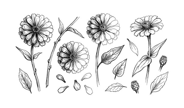 Botanical illustration of zinnia flowers with leaves and petals in black and white