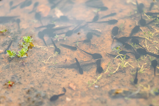 A group of tadpoles swim, trying to survive in the low-density water remaining beneath the surface of a drying puddle
