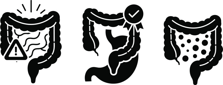 Human digestive system, caecum large intestine and colon. 