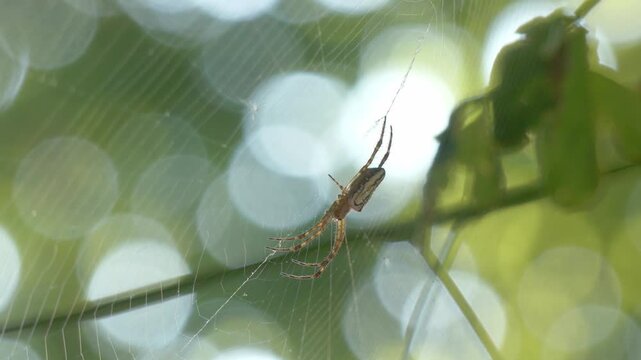 Australian Enamel Orb Weaver (Plebs bradleyi) spider sitting in web patiently waiting for prey 4k close-up