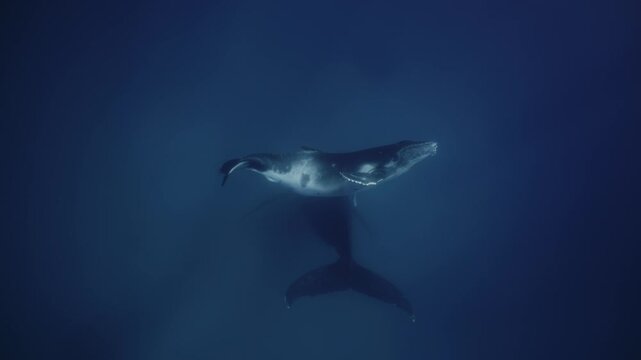 Amazing deep water humpback whale cub next to mom underwater in Pacific Ocean. Baby calf playfully waving flippers. Free whale family in blue water in Tonga Polynesia. Mammal Marine nature life