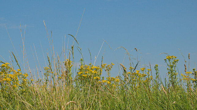View from below on ragwort flowers and high grass on a blue sky with veil clouds - Jacobaea vulgaris 
