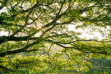 Obraz premium Sunlight filters through expansive green tree branches, creating a tranquil natural scene of dappled light and lush foliage over a peaceful riverside landscape in early morning.