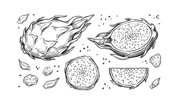 Hand-drawn dragon fruit sketch with cross-sections and seeds