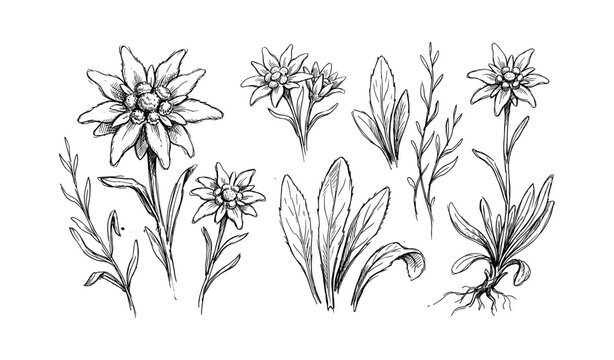 Botanical sketch of edelweiss flowers and leaves with detailed line art