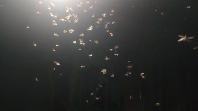 Swarm of flying insects and moths drawn to a bright light bulb in the dark of night. Perfect for atmospheric b-roll, horror scenes, nature documentaries, and summer night visuals. Insects Flying