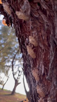Cicada molting shells clinging to a tree trunk in nature