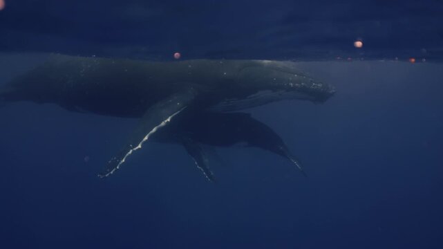 Amazing closeup humpback whale cub hiding under mom underwater in Pacific Ocean. Baby calf comes at surface to take breath. Free whale family in blue water in Tonga Polynesia. Mammal Marine nature