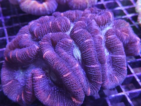 Trachyphyllia, Macro of vibrant fluorescent marine coral specimen with glowing colors in a saltwater reef aquarium