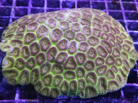 Favia favidae, Macro of vibrant fluorescent marine coral specimen with glowing colors in a saltwater reef aquarium