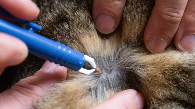 Tick removal from cat with special tool, health risk, tick-borne diseases prevention, pet safety, veterinary care, zoonotic danger, animal protection.