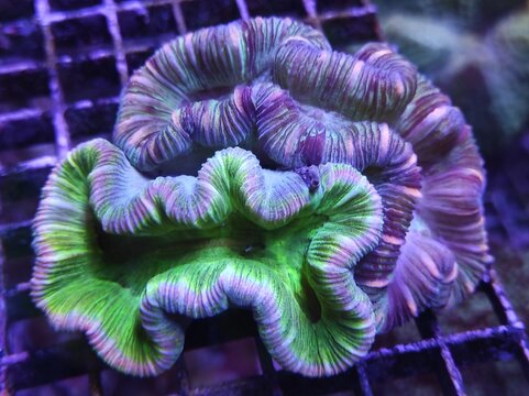 Trachyphyllia, Macro of vibrant fluorescent marine coral specimen with glowing colors in a saltwater reef aquarium