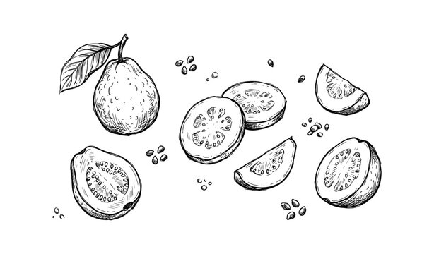 Hand-drawn black and white guava fruit sketch with slices and seeds