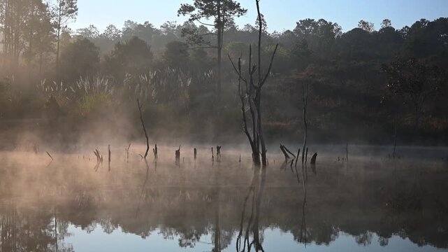 A video of a dead tree in a pond on a foggy morning.