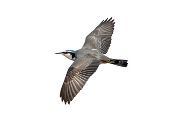Fototapeta premium Eurasian nuthatch bird flying transparent background