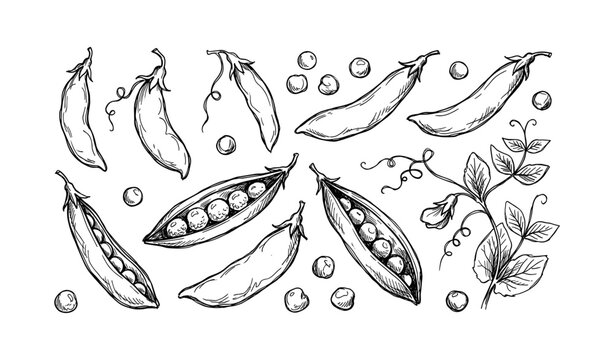 Hand-drawn black and white pea pods and vines illustrations