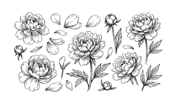 Black and white peony flower illustrations with detailed botanical elements