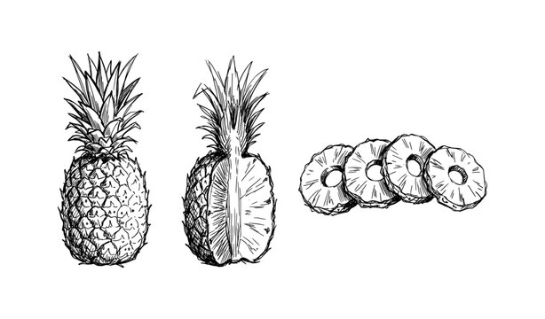 Hand-drawn pineapple artwork featuring whole, half, and sliced fruit