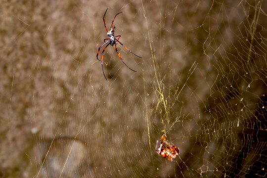 golden web spider, Nephila inaurata madagascariensis, with prey 629
