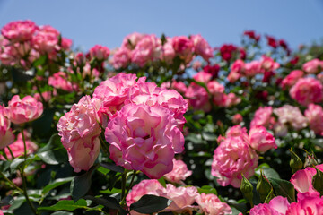 Fototapeta premium バラ園