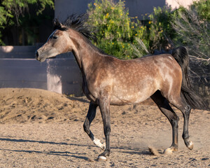 Spotted Arabian horse in the dirt