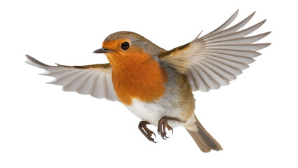 Isolated bright red-breasted robin bird with wings spread wide in dynamic flight © Jn