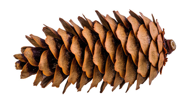 Isolated detailed brown spruce pine cone a natural symbol for fall, winter, and holidays