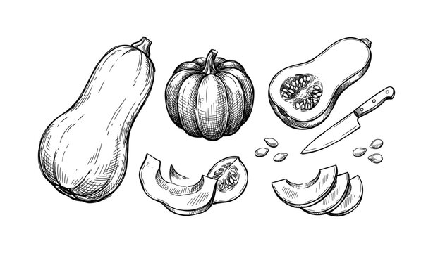 Hand-drawn pumpkin and butternut squash sketch with knife and seeds